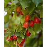 Саженец кизила "Коралловый розовый" Саженец кизила "Коралловый розовый"